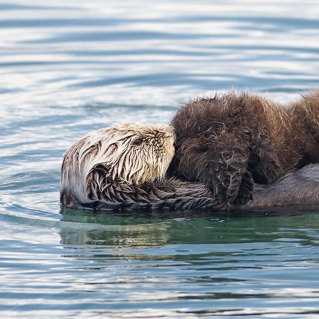 Loutre de mer (Enhydra lutris) allaitant son petit dans le port de&nbsp;la baie de Morro. © Mike Baird, Wikimedia commons,&nbsp;CC by-nc&nbsp;2.0