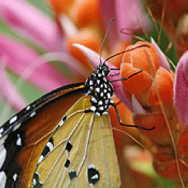 Historique de développement durable