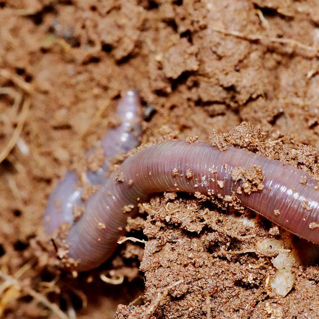 Lombric Lumbricidae européen. © Fir0002, Wikimedia commons, CC by-nc&amp;nbsp;2.0
