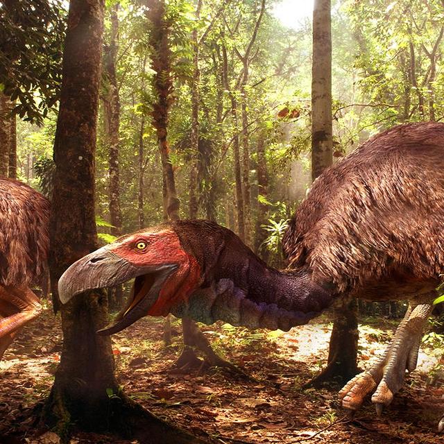 L&#39;oiseau géant Gastornis. © Domaine public