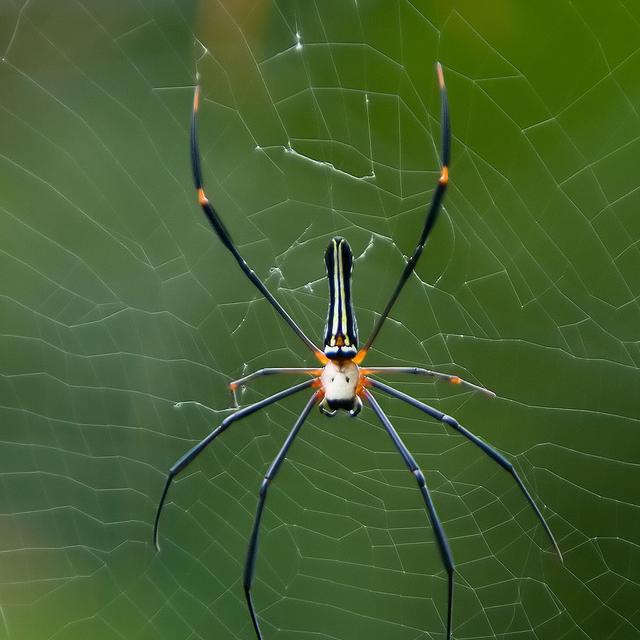 Les araignées tissent leur toile avec une soie de grande qualité. © SandFlash, CC by-nc 2.0