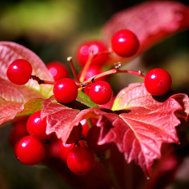 Baies de cranberry.&amp;nbsp;© Anna Hesser, Flickr, CC by-nc&amp;nbsp;2.0