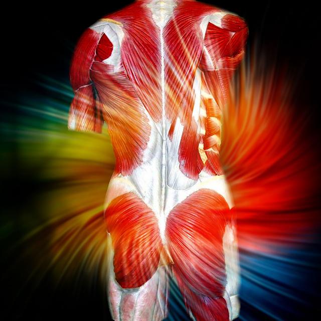 Le mal de dos est souvent d'origine&nbsp;musculaire.&nbsp;© Euskalanato -&nbsp;CC BY-NC 2.0
