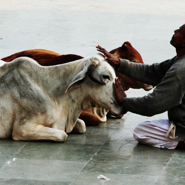 Hindou en prière face à deux vaches ou gao mata (« mères vaches »). © Wen-Yan King -&amp;nbsp;CC BY-SA 2.0&amp;nbsp;