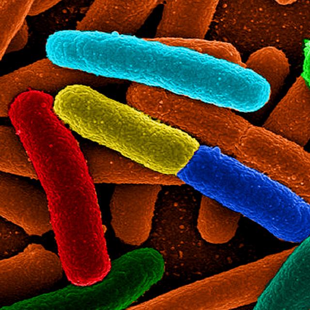 Bactéries Escherichia coli. © Mattosaurus, Domaine public