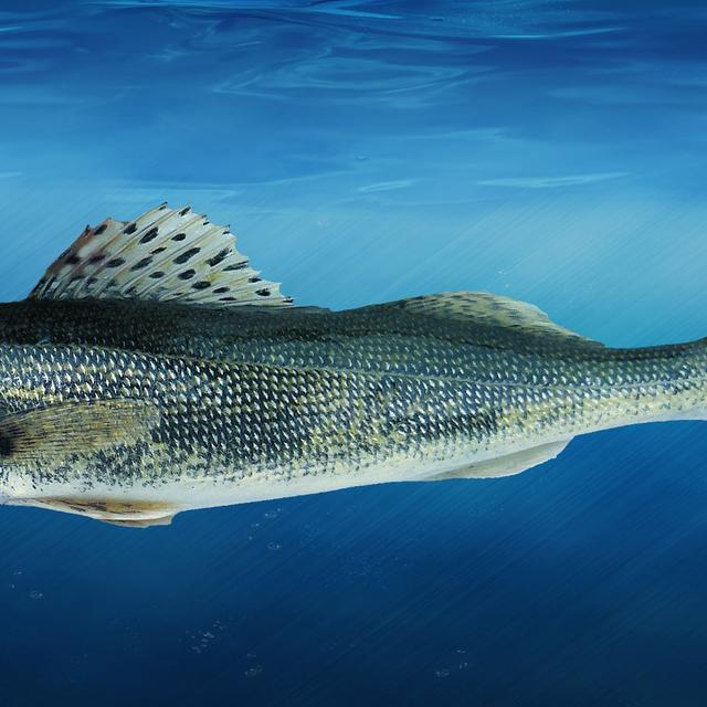 Anatomie des poissons : squelette, peau et muscles