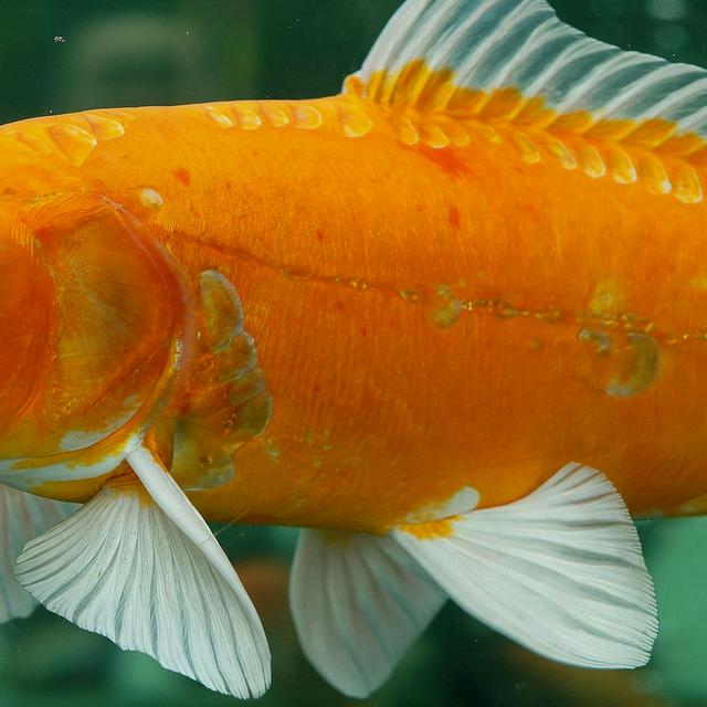 Il existe quelque 8.000 espèces de poissons d&#39;eau douce. © Jaffe, DP