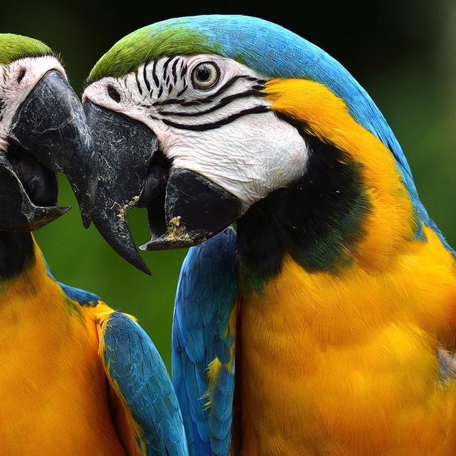 Les animaux ont-ils une culture ? Ici, des Ara Ararauna, ou Ara bleus. ©&amp;nbsp;Super Prin, Shutterstock