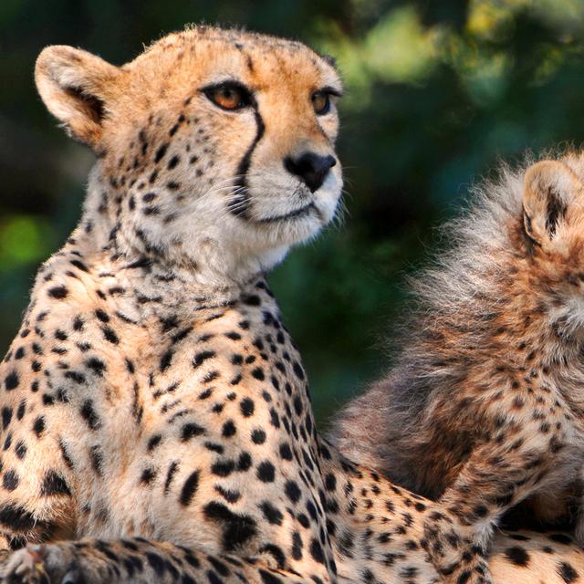 Famille de guépards. © Tambako The Jaguar, CC by-nc 2.0