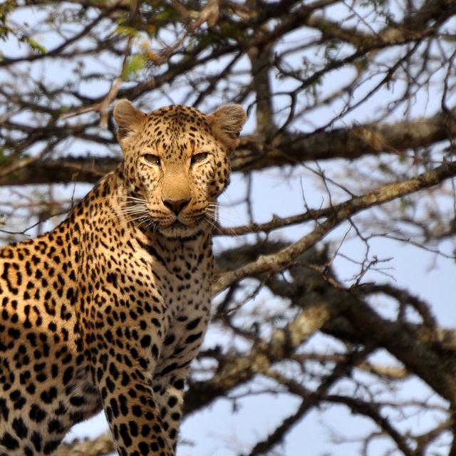 Le léopard un merveilleux félin.&amp;nbsp;© Caelio, Wikimedia commons, CC by-sa&amp;nbsp;3.0