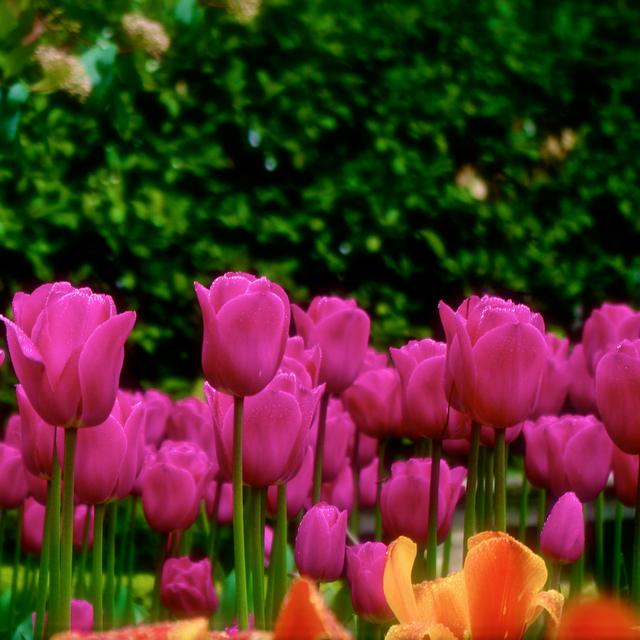 Plaisir des yeux : des jardins fleuris ! © Trafalgar Lio - Wikimedia commons, CC by-nc 2.0