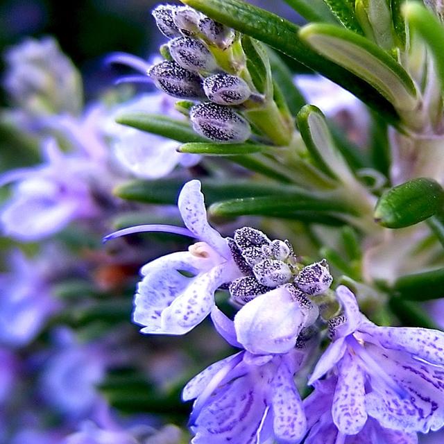 Le romarin est l&#39;une des plantes emblématiques de Provence. © DP