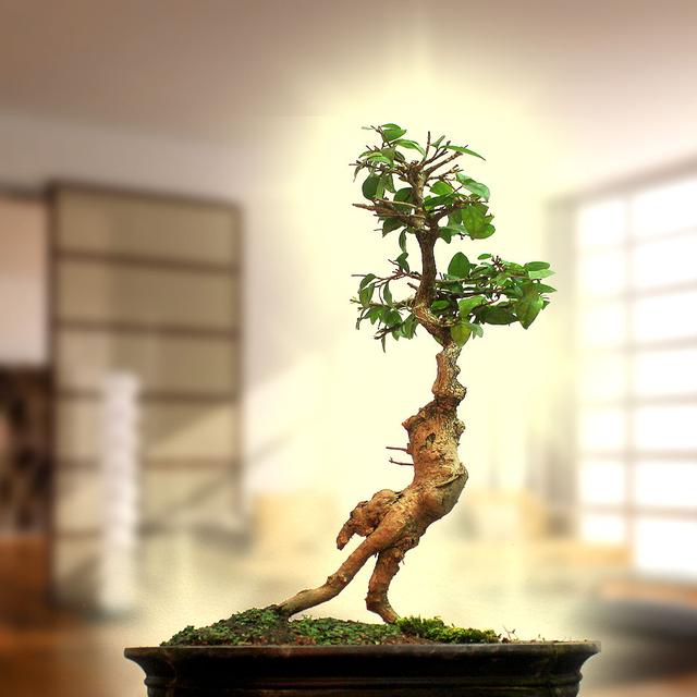 Bonsaï taillé en forme d&#39;oiseau. © Tantk99, CC by-nc 2.0