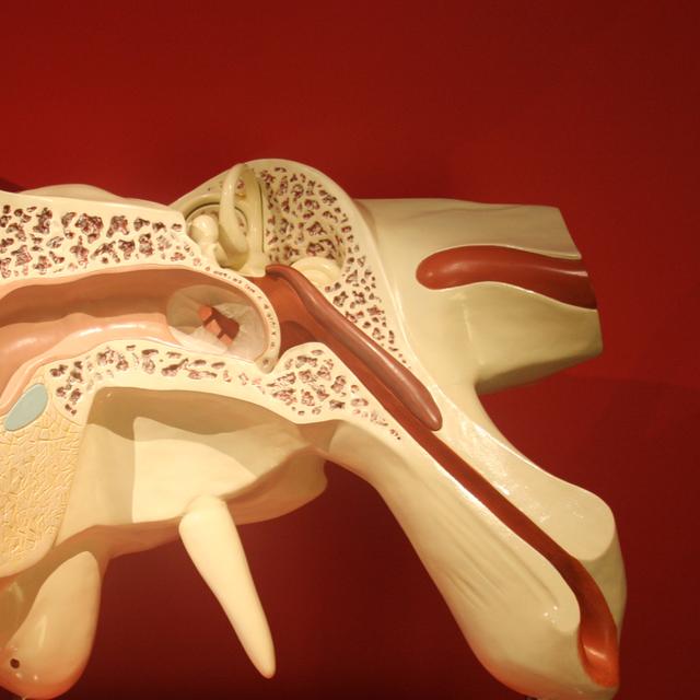 Anatomie d&#39;une oreille humaine. © Bjoertvedt - CC BY-NC 3.0