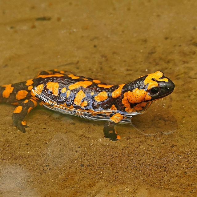 La salamandre possède une fabuleuse capacité de régénération.&amp;nbsp;© Alois&amp;nbsp;Wonaschuetz &amp;nbsp;- Domaine public