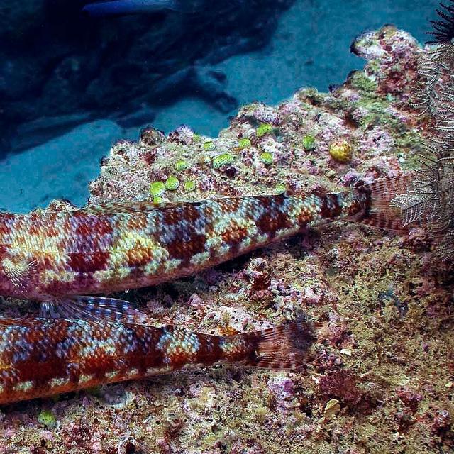 Poisson lézard de Méditerranée.&nbsp;© Jan Messersmith -&nbsp;CC BY-NC 2.0