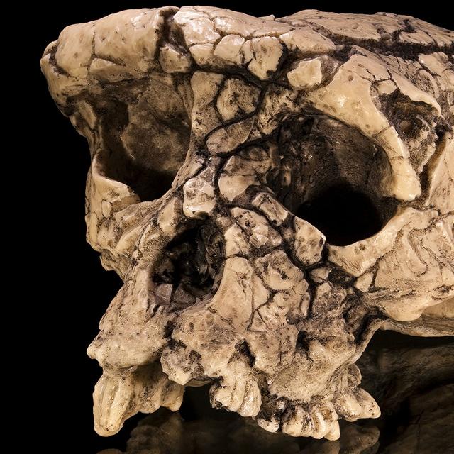 Moulage du crâne holotype de Sahelanthropus tchadensis, surnommé Toumaï, en vue facio-latérale.&amp;nbsp;© Didier Descouens,&amp;nbsp;CC BY-SA 4.0