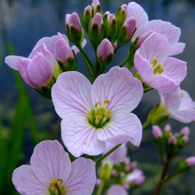 Fleur de la Cressonnette ou Cardamine (Cardamine hirsuta). © Aiwok - CC BY -&nbsp;NC 3.0