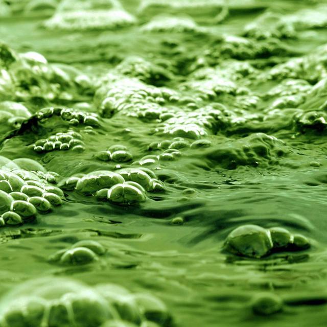 Les marées vertes et le nitrate. © Domaine public