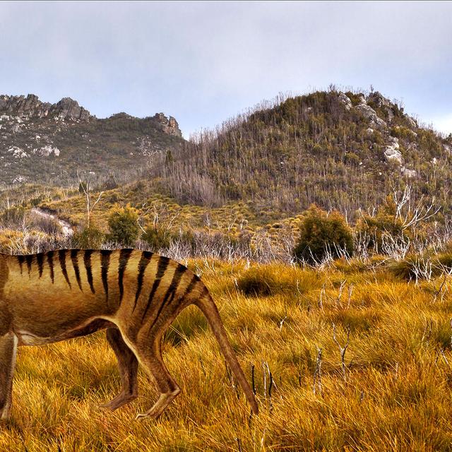 Le tigre de Tasmanie.&nbsp;© Bill Higham CC BY-NC 2.0 - FS domaine public