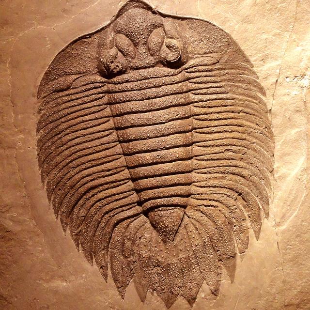 L&#39;explosion cambrienne, mythe ou réalité ? Ici, un trilobite. © DP