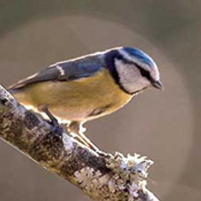 Le changement climatique impacte les oiseaux migrateurs.&amp;nbsp;© PublicDomainImages - Domaine public&amp;nbsp;