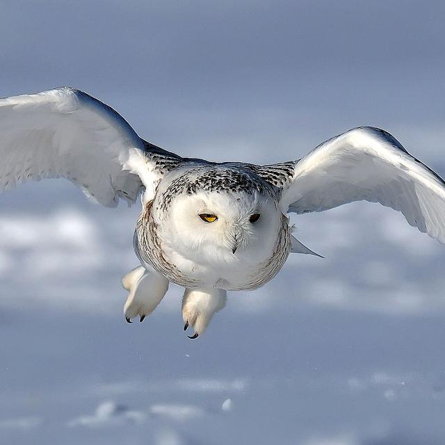 Le harfang des neiges l'un des hiboux le plus remarquable.&nbsp;© Bert de Tilly -&nbsp;CC BY-SA 3.0