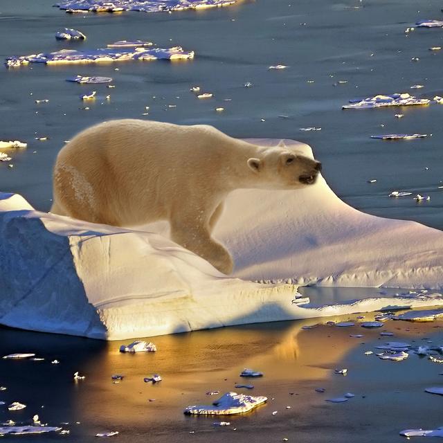 Les ours polaires et le réchauffement climatique.&amp;nbsp;© Barni1 /Skeeze - Domaine public
