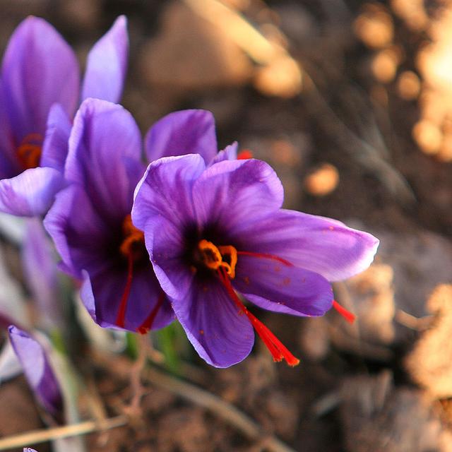 Le safran est une grande source de caroténoïdes.&amp;nbsp;© Safa Daneshvar &amp;nbsp;-&amp;nbsp;CC BY-SA 3.0