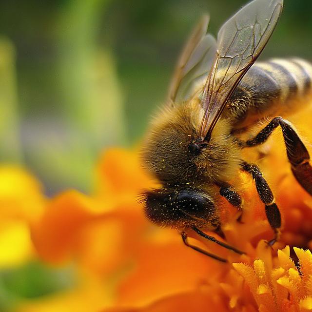 Le Régent un insecticide très dangereux pour les abeilles.&amp;nbsp;© DGlodowska - Domaine public