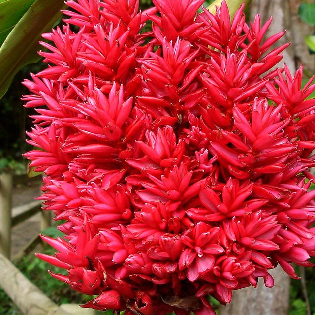 La flore de la Nouvelle Calédonie est très riche ici une&amp;nbsp;Alpinia purpurata
© Jayen466 - Domaine public