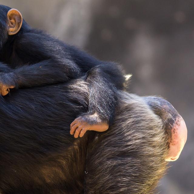 Chimpanzé et son bébé. © Robert Moran - CC BY-NC 2.0