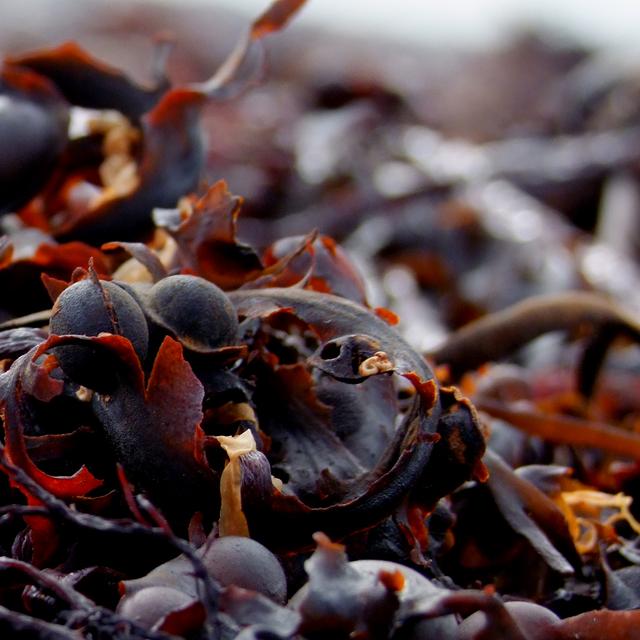 Algues rouges. © Vincent, Wikimedia Commons, CC by-nc&nbsp;2.0