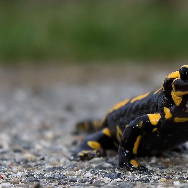 Salamandre tachetée un symbole d&#39;immortalité.&amp;nbsp;© Rouffet JF -&amp;nbsp;CC BY-SA 3.0
