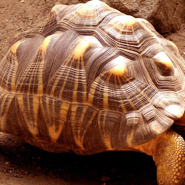 Définition | Reptile mammalien : qu'est-ce que c'est ? | Futura planète