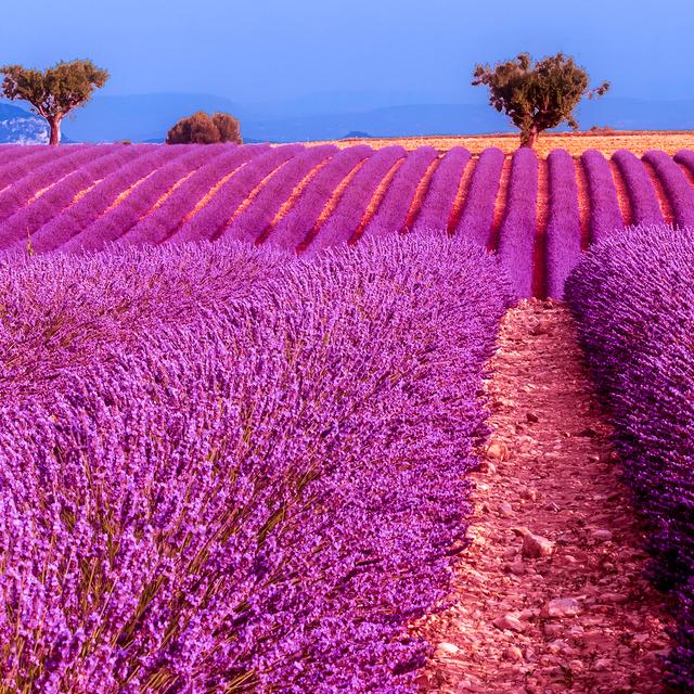 Champs de lavande à Valensole.&amp;nbsp;© Didier Bonnette - CC BY-NC 2.0