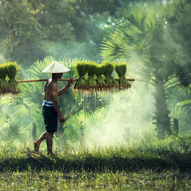 Le riz est une plante fascinante. Ici, photo illustrant la culture du riz au Cambodge. © Sasint, Pixabay, DP