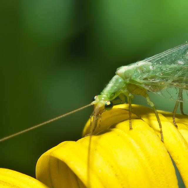 La chrysope verte (Chrysoperla carnea) est&amp;nbsp;un ennemi naturel de certains ravageurs en horticulture et arboriculture.&amp;nbsp;© Luis Miguel Bugallo Sánchez - CC BY-SA 3.0