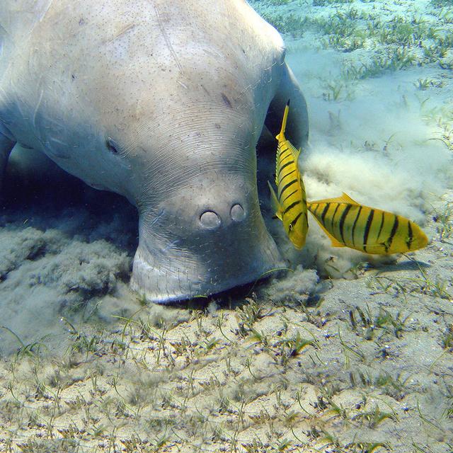 Un dugong à Marsa Alam (Égypte). © Julien Willen, Wikimedia commons, CC by-nc 2.0