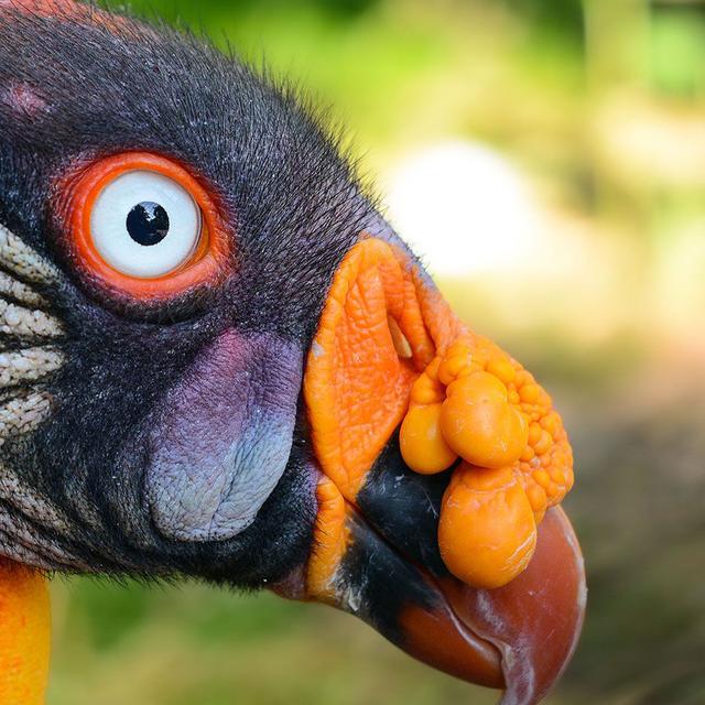 Le sarcoramphe roi ou vautour pape (Sarcoramphus papa) est un rapace. © Olaf Oliviero Riemer,&amp;nbsp;CC by-nc&amp;nbsp;3.0