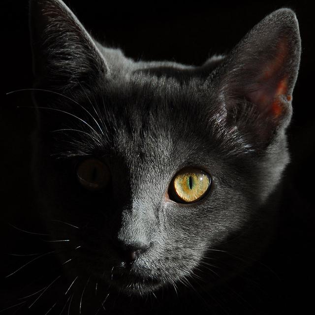 L&#39;œil d&#39;un chat, un instrument très performant. © Male96, domaine public