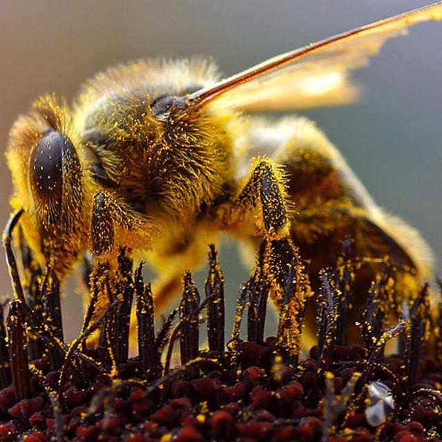 Une abeille récoltant du pollen. © Jon Sullivan, DP
