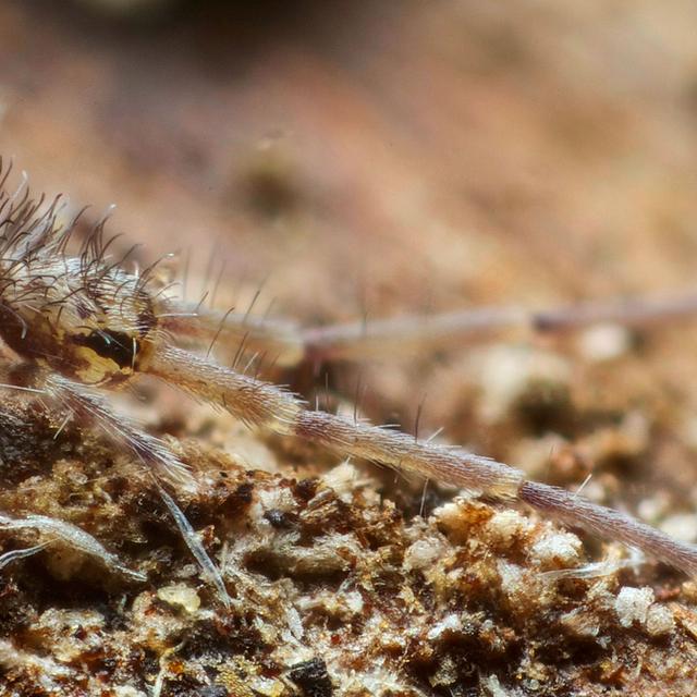 Il existe plus de 3000 espèces connues&amp;nbsp;de collemboles.&amp;nbsp;© Andy Murray -&amp;nbsp;CC BY-SA 2.0