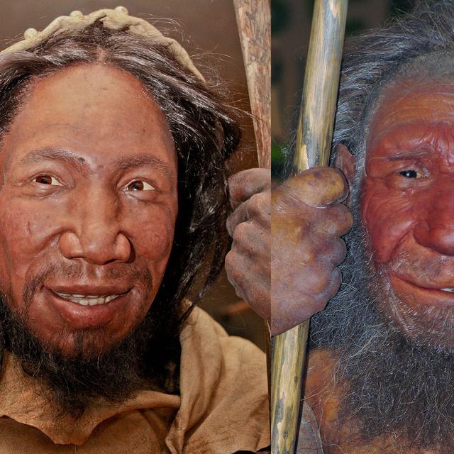 Représentation des visages de l’Homo sapiens (à gauche) et de l’Homo neanderthalensis (à droite). ©&amp;nbsp;Daniela Hitzemann et&amp;nbsp;Stefan Scheer, Creative Commons 4.0