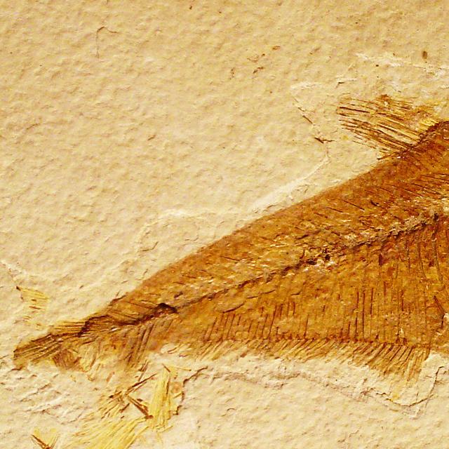 Les poissons du crétacé. © Domaine public