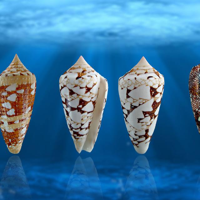 Différentes espèces de cônes (conus abbas et conus amirallis). © Almed2, Wikimedia commons, CC by-sa 3.0