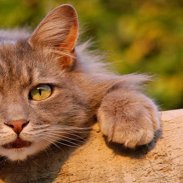 Le chat, un adorable animal de compagnie. © Amandad, Pixabay, DP