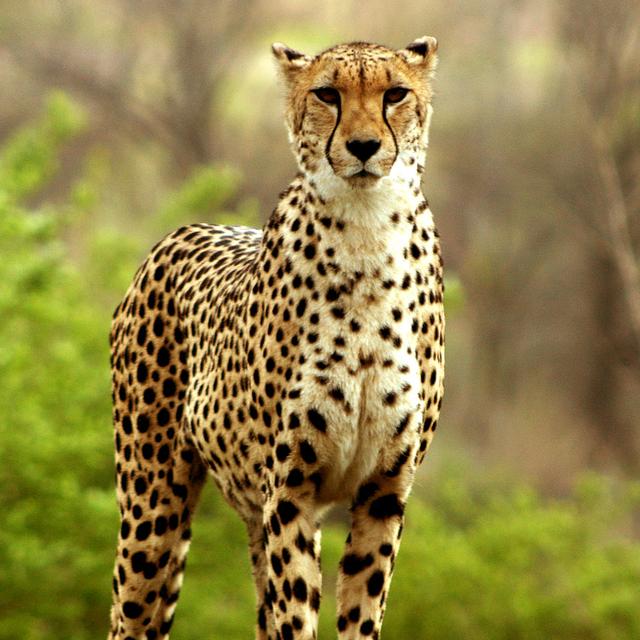 Guépard révèle un ensemble&nbsp;d’adaptations à la course.&nbsp;© Brian Ford - CC BY-NC 2.0