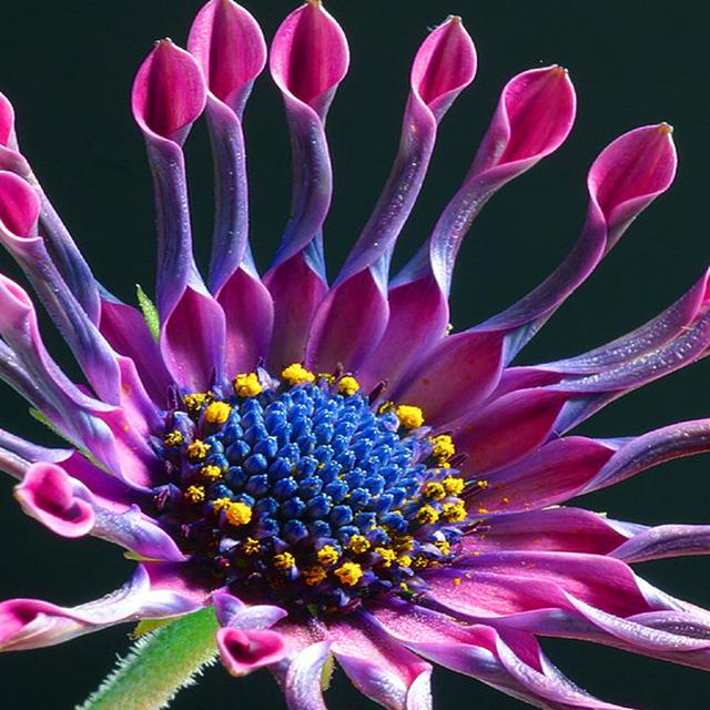 African daisy (Osteospermum sp.). © Jon&amp;nbsp;Sullivan - Domaine public
