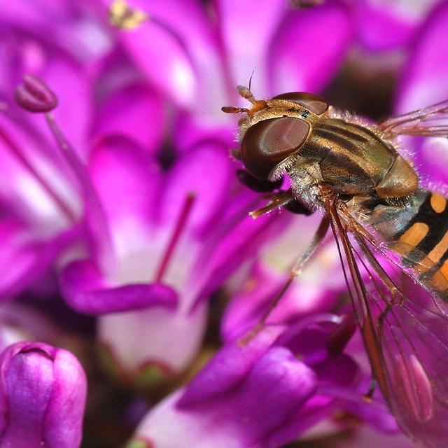 Un syrphe (Episyrphus balteatus) il&amp;nbsp;se nourrit de pucerons ou de larves.&amp;nbsp;© Alvesgaspar - CC BY-SA 3.0
